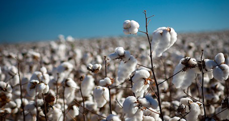 Leading Exporter of Cotton & Cotton Waste